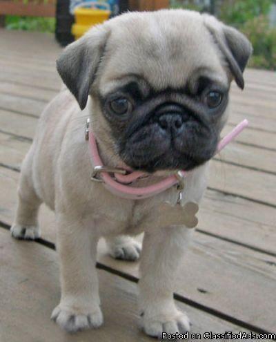 * Magnificent Pug puppies Available NOW *