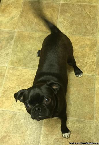 11 months male pug for a new home