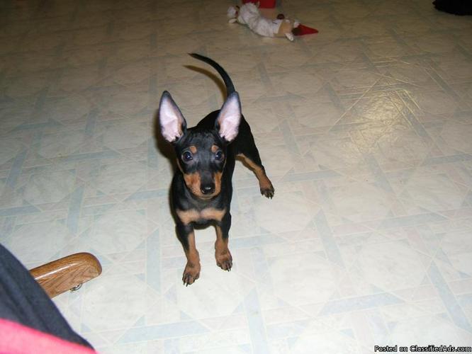 12 week old AKC Toy Manchester Terrier Male Puppy - Price: $1,200.00