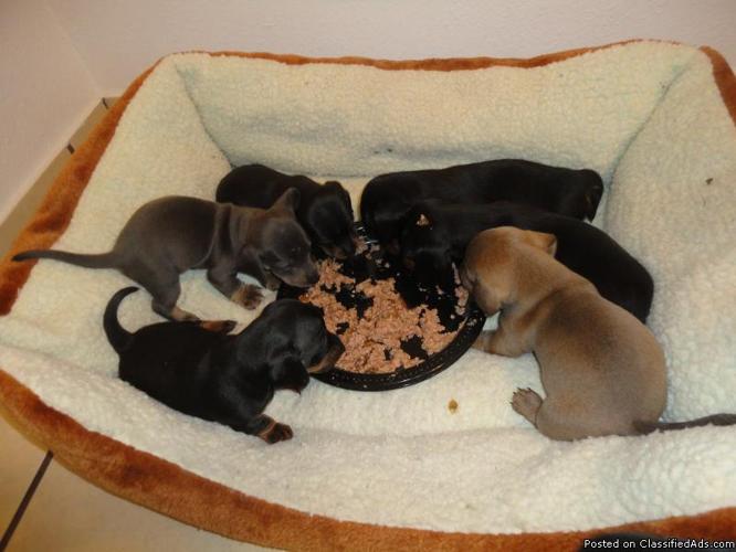 12 week old Dachshund Puppies!!! - Price: $200