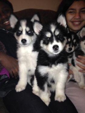 12 weeks male and female Si.be.ra.in hus.k.ies pups available text (435) 709-5596