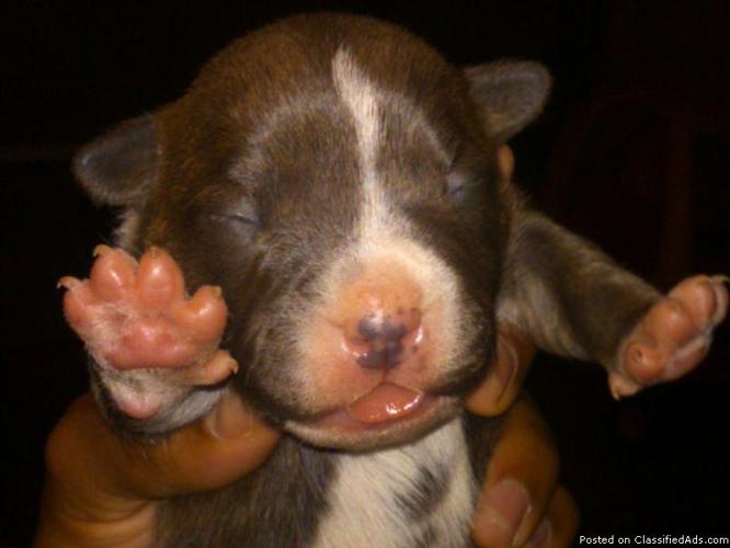 2 Blue nose pitbull puppies Razors Edge Bogard bloodlines - Price: $650