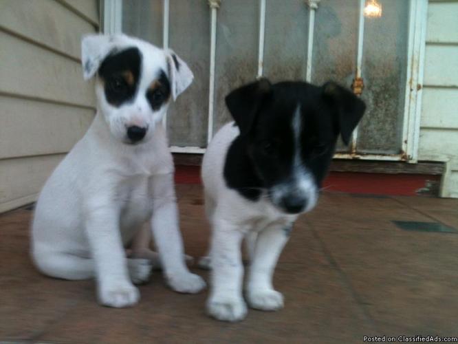 2 male 4 months tri color Jack Russell puppies for sale