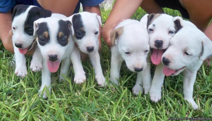 3 ADORABLE JACK RUSSELL PUPS - Price: 250.00