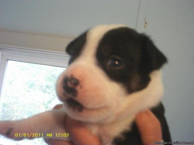 4 Stocky, Short legged pups, Mom Tiny Pitty, Dad unknown - Price: $250.00