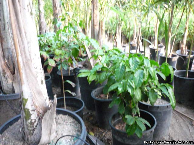 5 gallon coffee (Coffea arabica) plants grown from Kona seeds - Price: $40