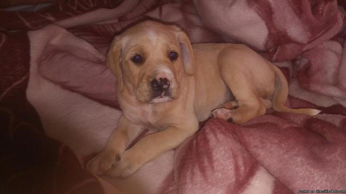 6 week old golden boxer puppy