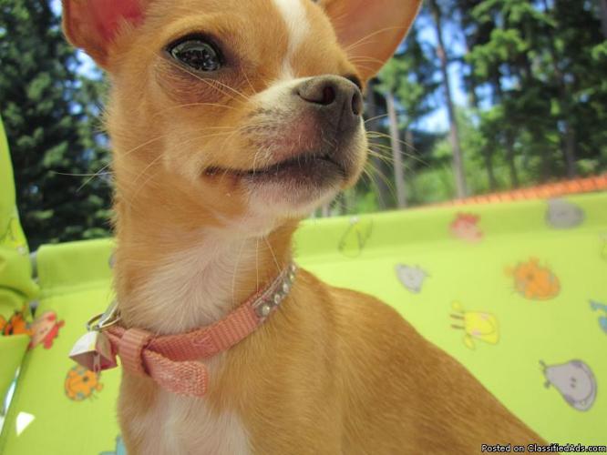 8 MONTH OLD FEMALE CHIHUAHUA - Price: 350