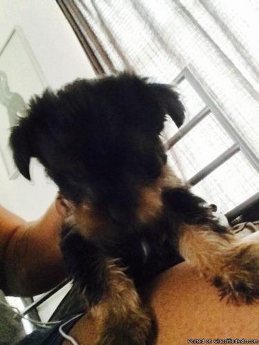 8 week old Male Yorkie for sale
