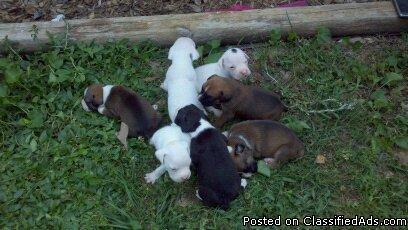 Adorable AKC Boxer puppies - Price: 400.00