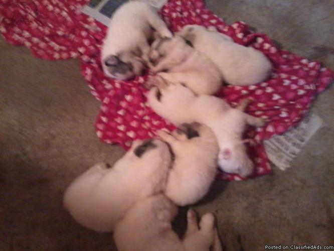 Adorable AKC Great Pyrenees puppies