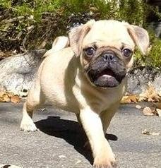Adorable Akc Pug Puppies For Sale