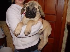Adorable AKC Registered English Mastiff Puppies - 22 Weeks Old - Price: 1,000.00