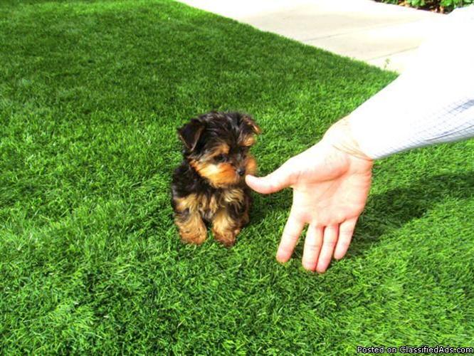 Adorable AKC Registered Yorkie Puppies