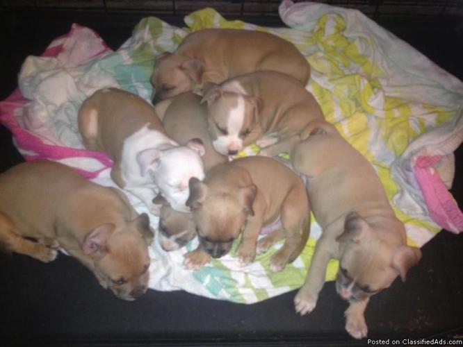 Adorable American Pitt Bull Puppies! - Price: 500