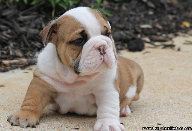 Adorable and healthy English Bulldog Puppy for Sale.