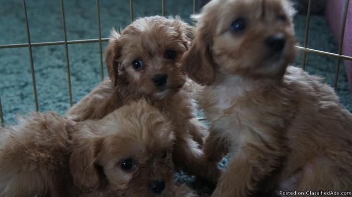 ADORABLE CHARLIE-POO'S PUPPIES - Price: 250