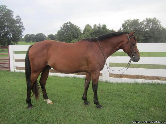 Adorable Eventing, Hunter, or Pony Club Prospect - Price: 2,000