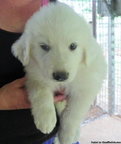 Adorable Great Pyrenees Puppies!