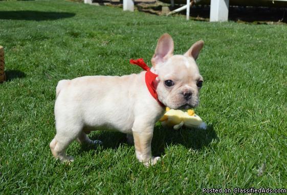 Adorable Kc Registered French Bulldog Puppies