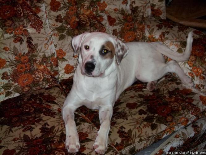 Adorable lab mix to a good home - Price: free