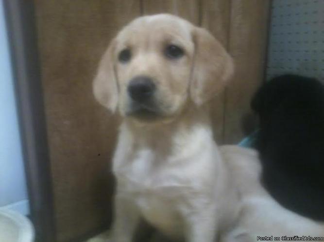 Adorable lab/retriever cross puppies-8 weeks w/ 1st shots & dewormed