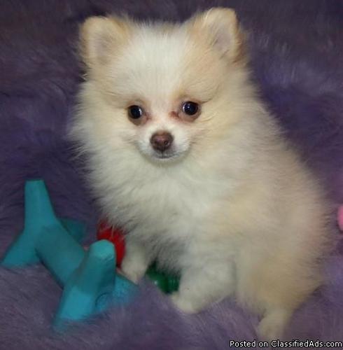 Adorable Male and Female Pomeranian Puppies For Sale