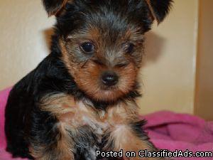 Adorable Male and Female Teacup Yorkie Puppies For Adoption - Price: 185