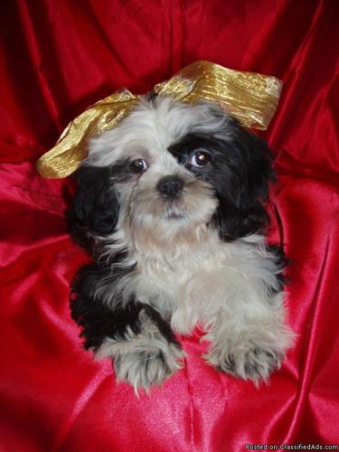 Adorable Purebred Male Shih-Tzu 4 months old $200 - Price: 200