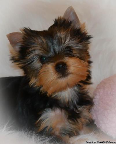 Adorable, Small, Quality, AKC Female Puppy. Health Guaranteed.