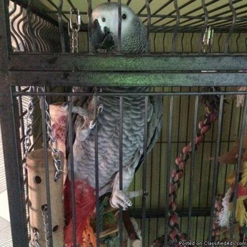 African grey parrot 3 years old