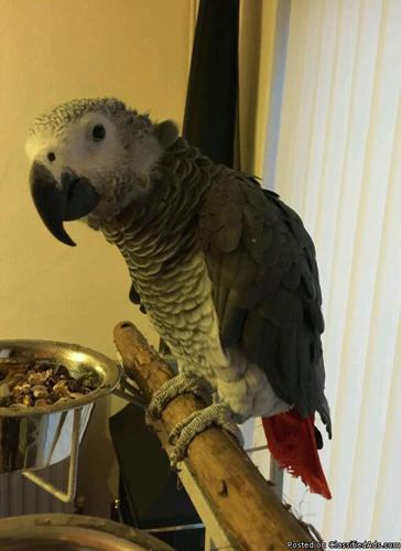 African grey parrot + Cage