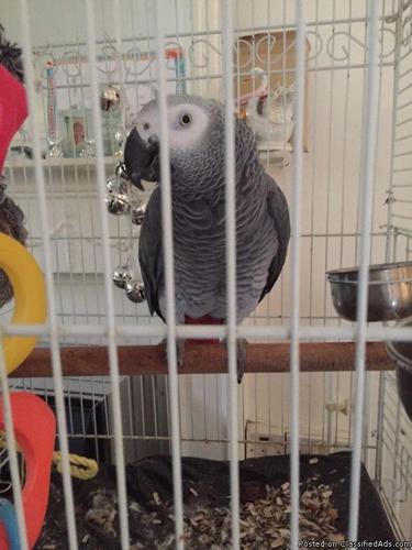 African grey parrot chatterbox with cage for sale