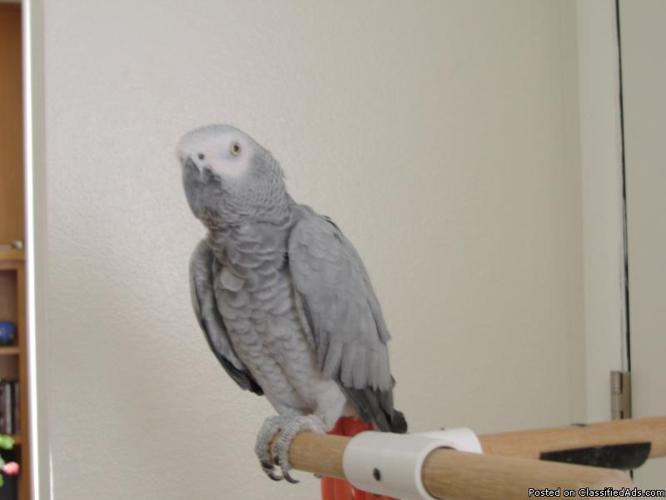 African Grey Parrot - Price: $ 500.00