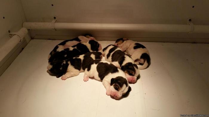 AKC Beagle Puppies.