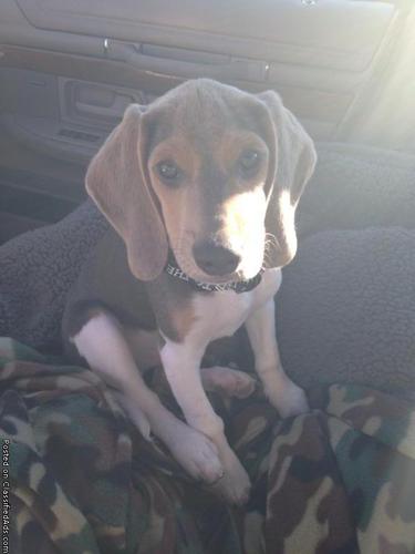 Akc blue beagle puppy