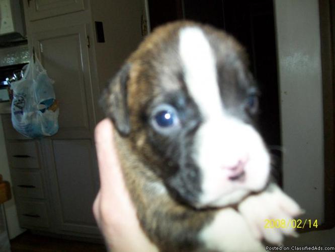 AKC Boxer Puppies - Price: $350.00
