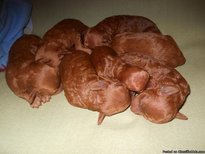 AKC Dark Red Miniature Poodle Puppies