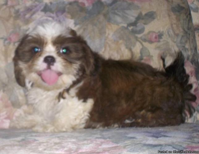AKC female Shih Tzu puppy - Price: $450