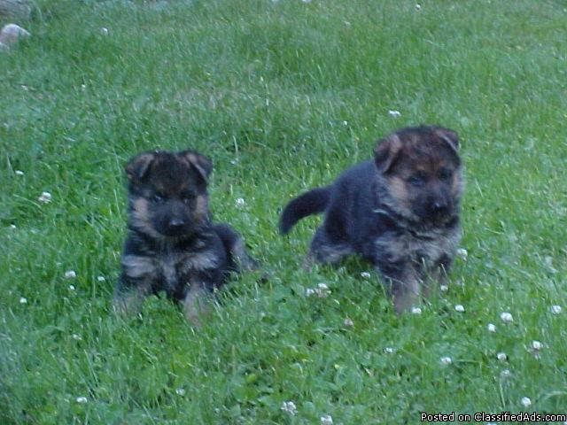 AKC German Shepherd Puppies - Price: $1000