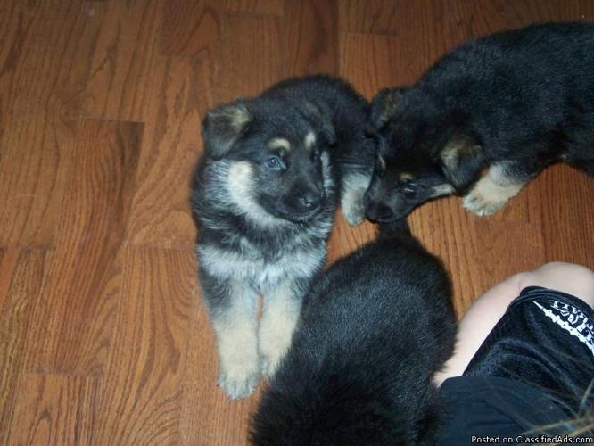 AKC German Shepherd puppies - Price: 500.00
