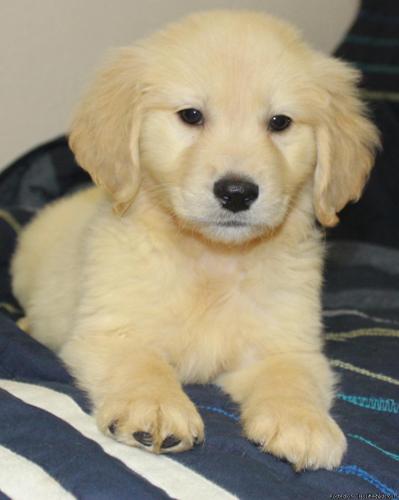 AKC Golden Retriever Puppy