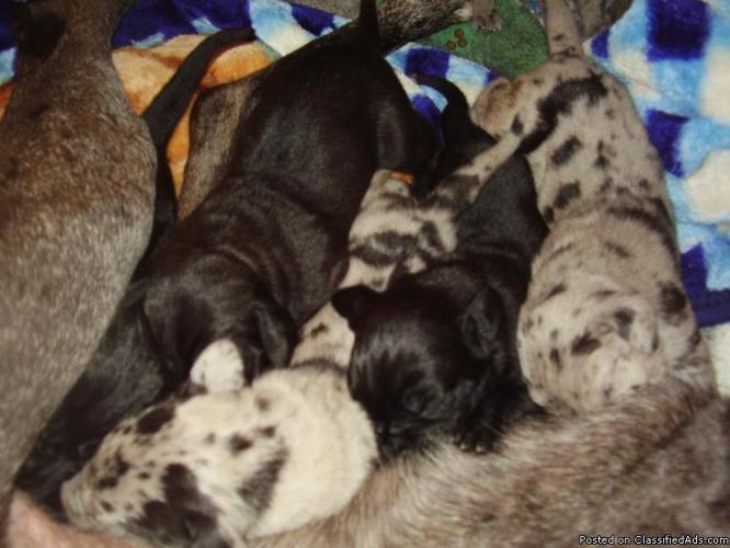 AKC Great Dane Puppies - Price: $950
