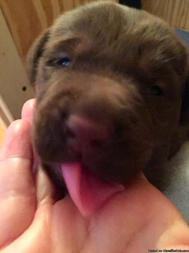AKC Lab Puppies for Sale!