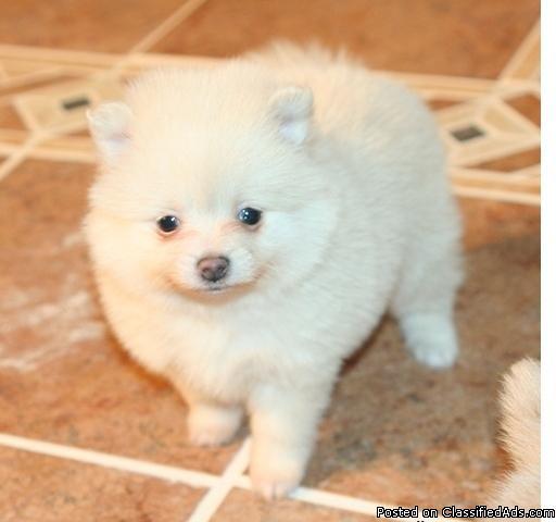 AKC male and female pomeranian puppies for re homing,