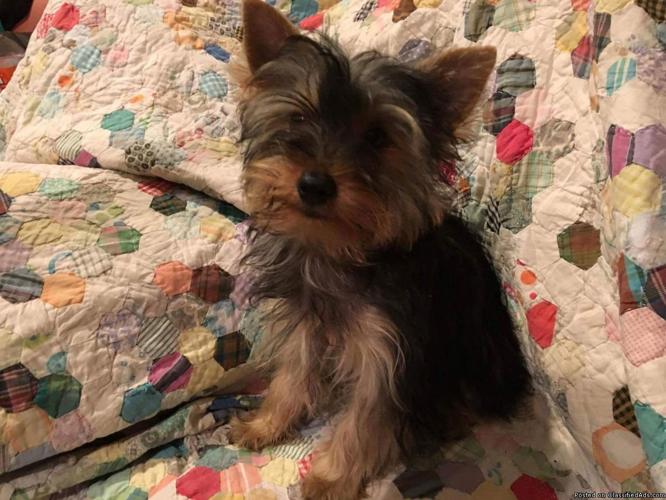 AKC MALE YORKSHIRE TERRIER