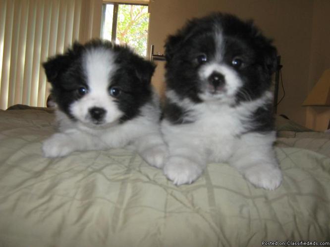 AKC Pomeranian Puppies - Price: $350