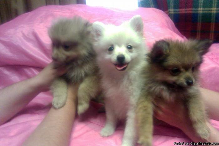 AKC Pomeranian Pups For Sale - Price: $350