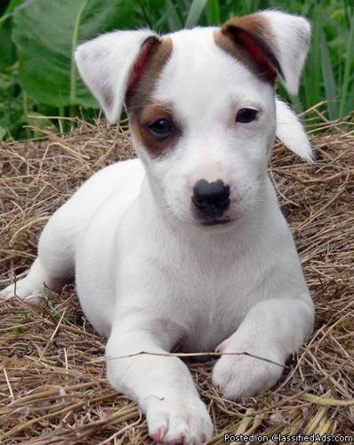 AKC Registered Jack Russell Terrier Puppies