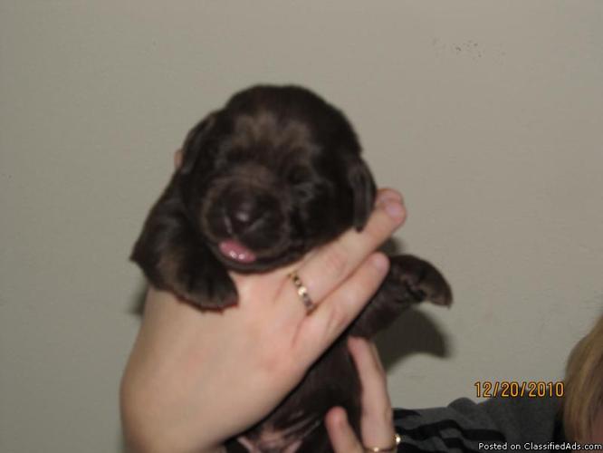 AKC registered Labrador Retriever Puppies - Price: $350.00
